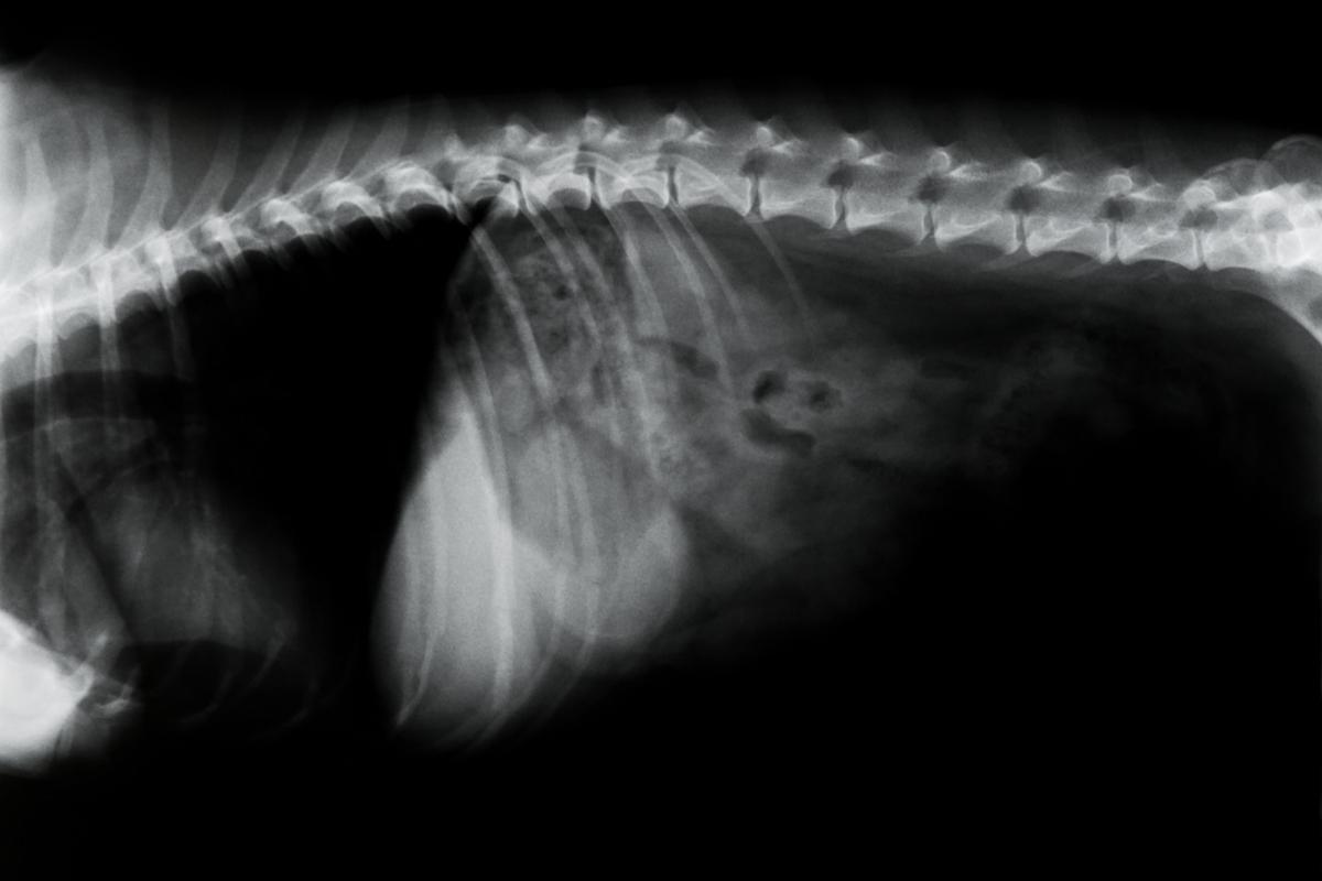 Doenças da coluna vertebral em cachorros