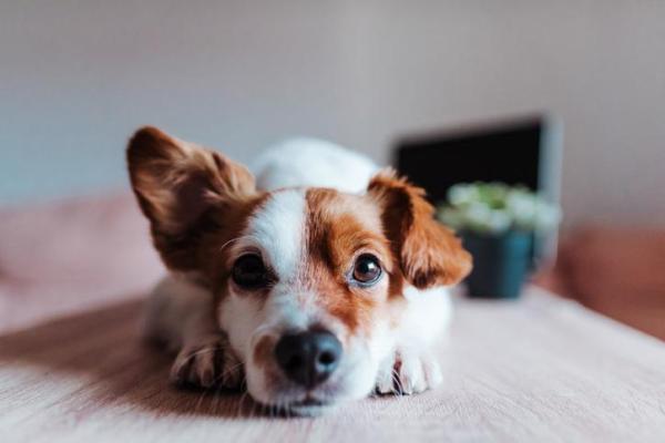 Meu cachorro tem uma orelha caída - Causas e o que fazer