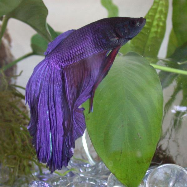 Peixe Roxo Peixe Betta Roxo E Branco