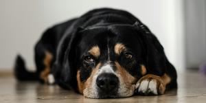 Síndrome do intestino irritável em cães - O que é, sintomas e tratamento