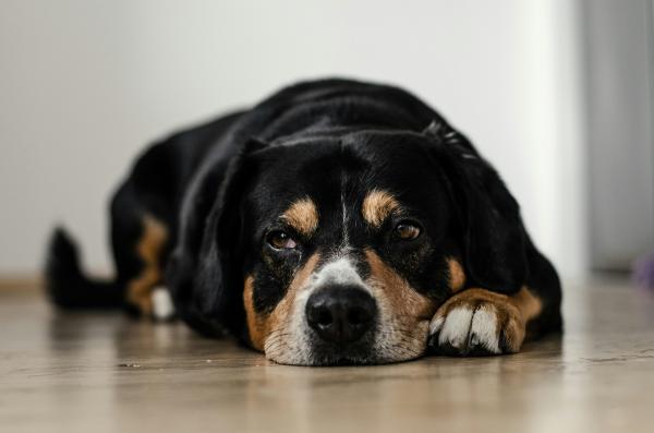 Síndrome do intestino irritável em cães - O que é, sintomas e tratamento