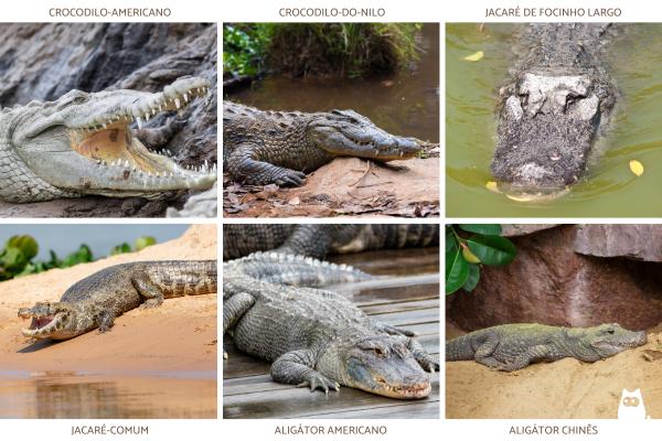 Diferença entre crocodilo, jacaré e aligátor - Classificação do crocodilo, do jacaré e do aligátor