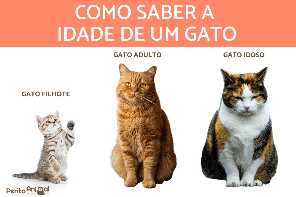 Como saber a idade de um gato