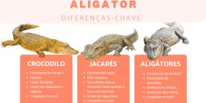 Diferença entre crocodilo, jacaré e aligátor