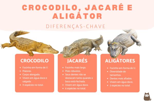 Diferença entre crocodilo, jacaré e aligátor
