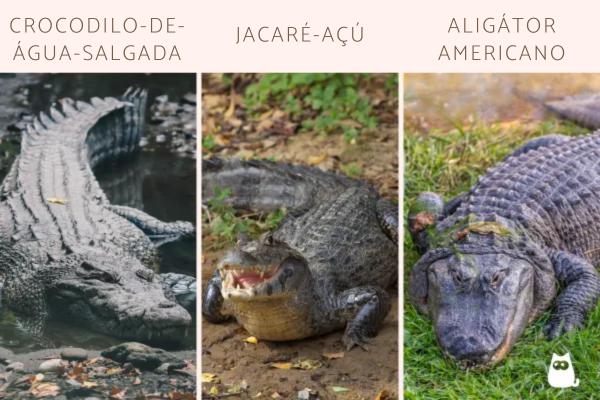 Diferença entre crocodilo, jacaré e aligátor - Diferenças físicas entre crocodilo, jacaré e aligátor