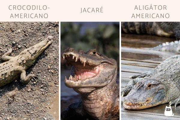 Diferença entre crocodilo, jacaré e aligátor - Outras diferenças entre crocodilo, jacaré e aligátor