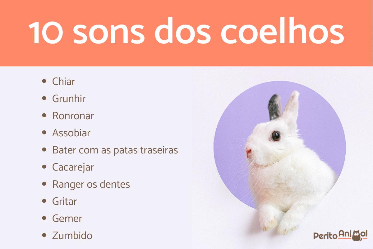 10 sons dos coelhos