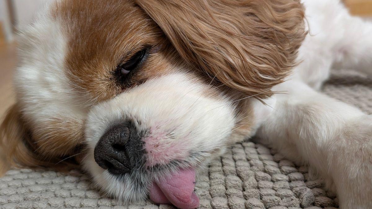 Epilepsia em cachorros pode matar?