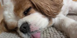 Epilepsia em cachorros pode matar?