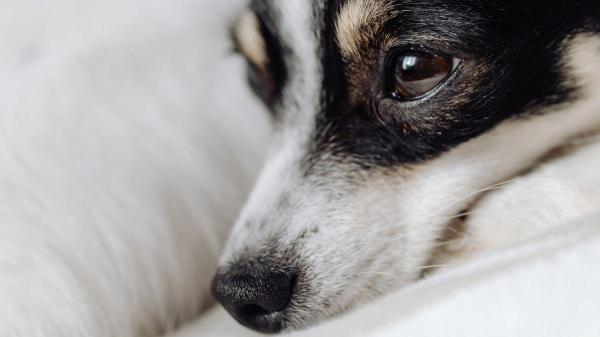 Epilepsia em cachorros pode matar? - O que não fazer se seu cachorro tiver um ataque epiléptico?