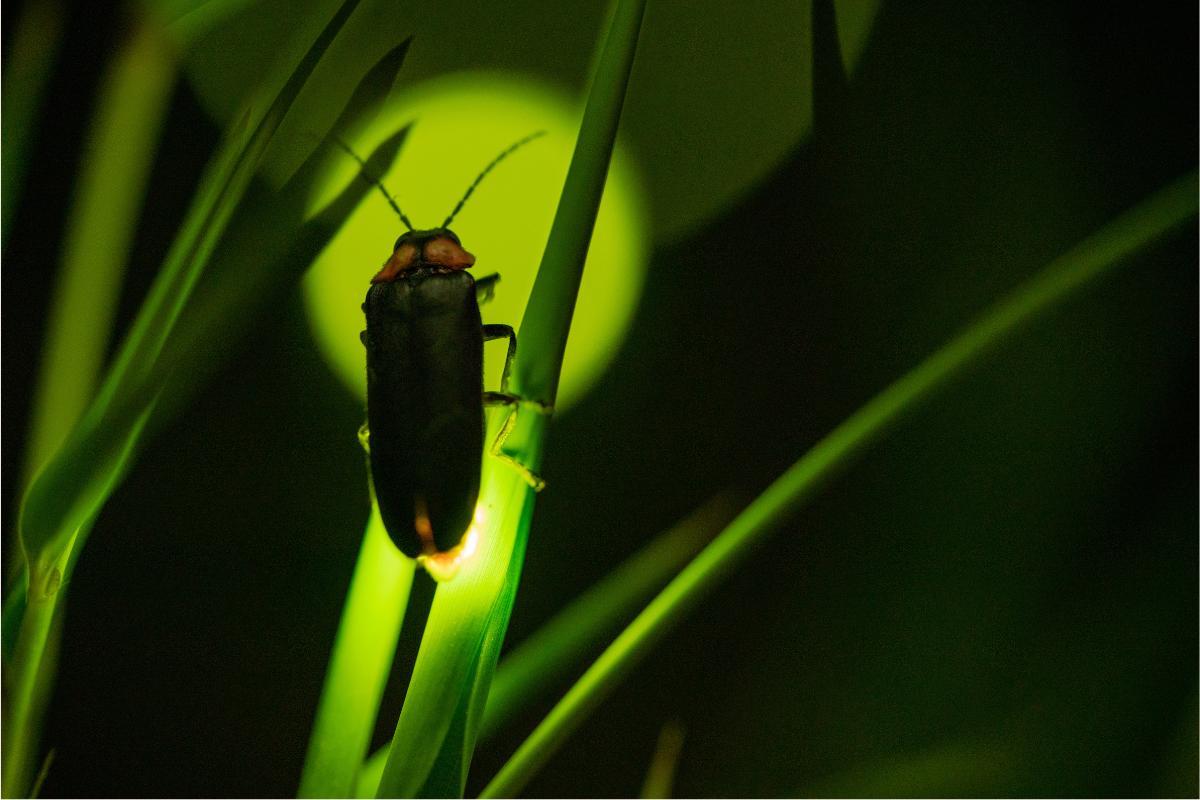 O que os vaga-lumes comem e onde vivem?