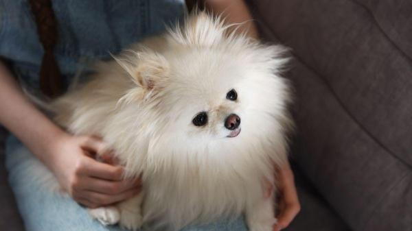 Epilepsia em cachorros pode matar? - Um cachorro com epilepsia pode levar uma vida normal?