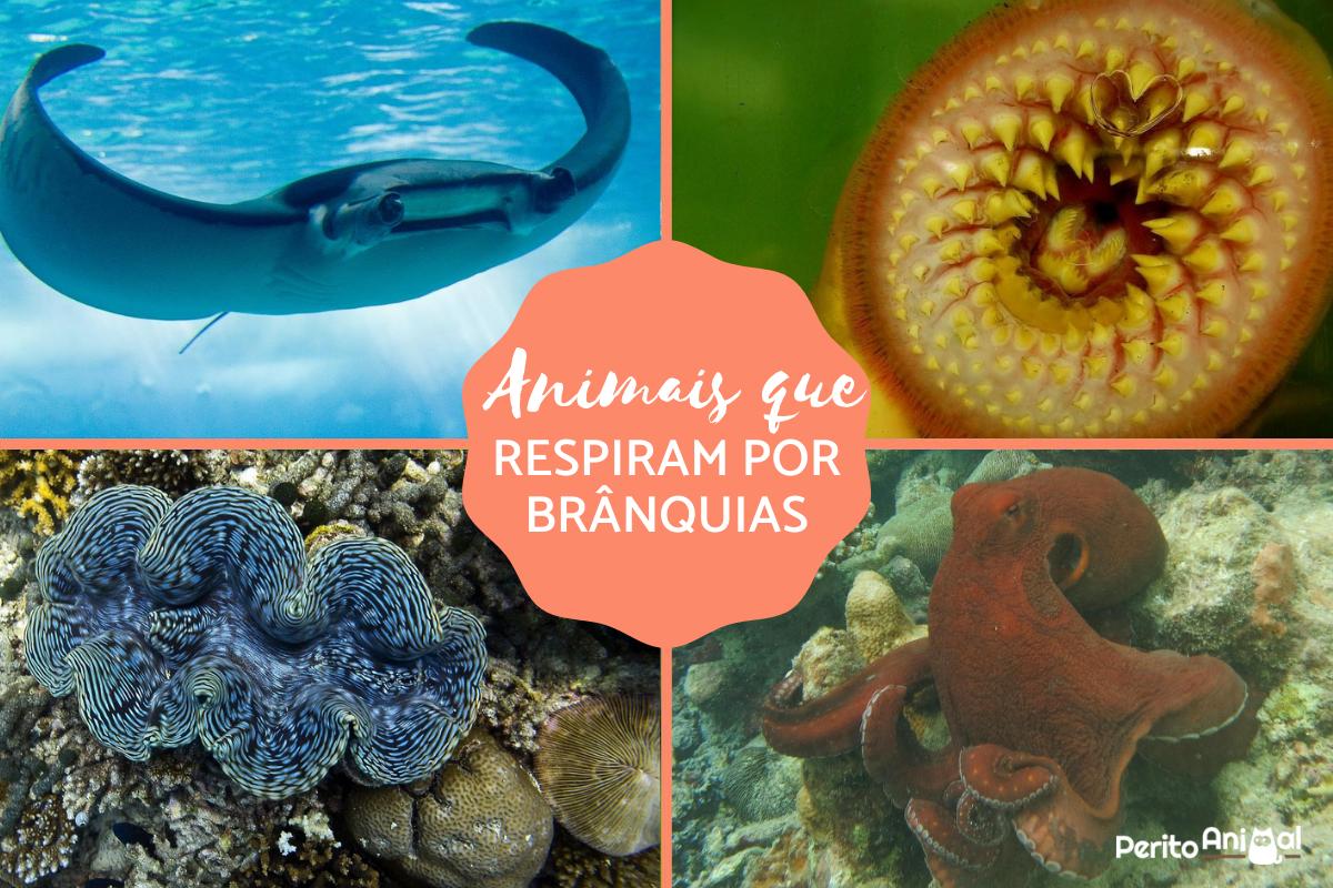 Animais que respiram por brânquias
