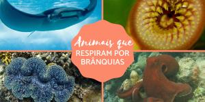 Animais que respiram por brânquias