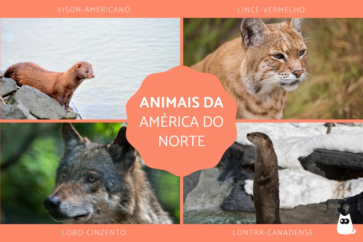 Animais da América do Norte