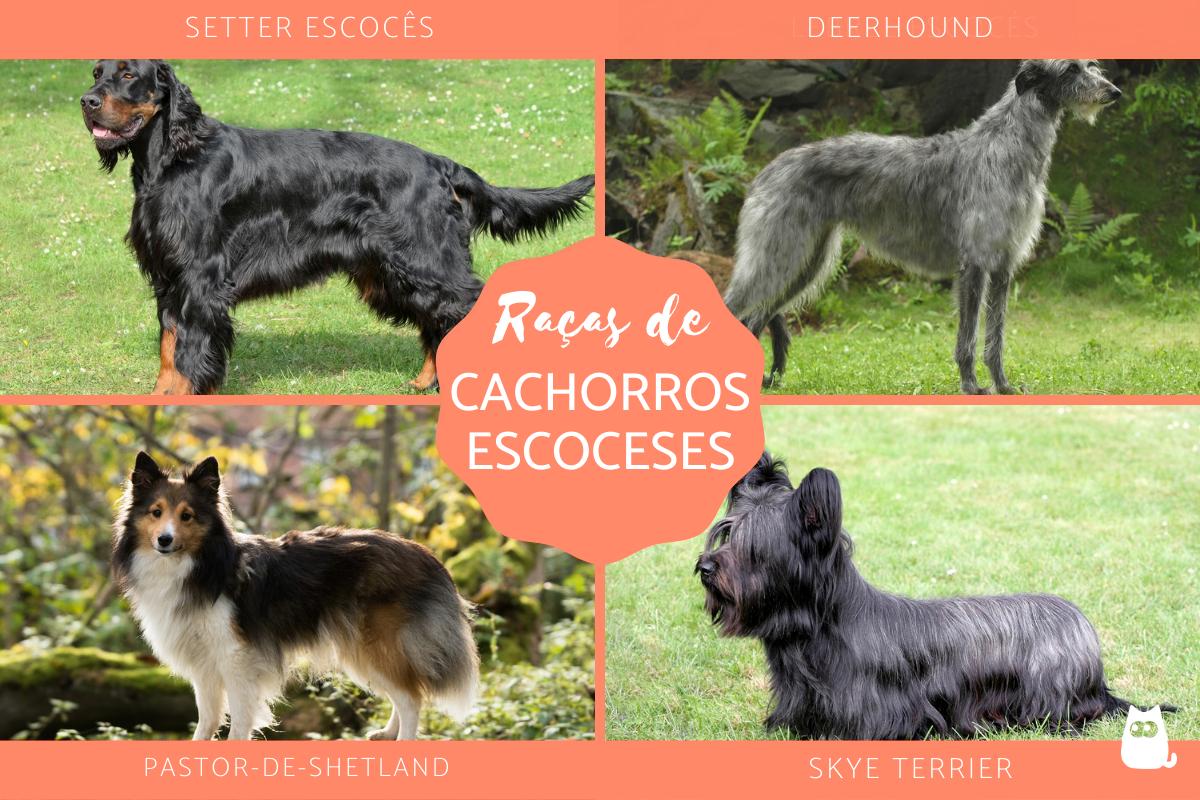 Raças de cachorros escoceses