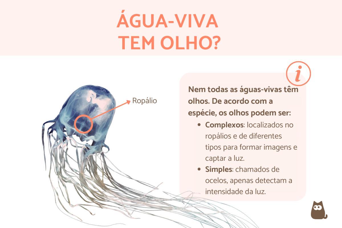 Água-viva tem olho?