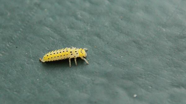 Quanto tempo vive uma joaninha? - Fase de larva