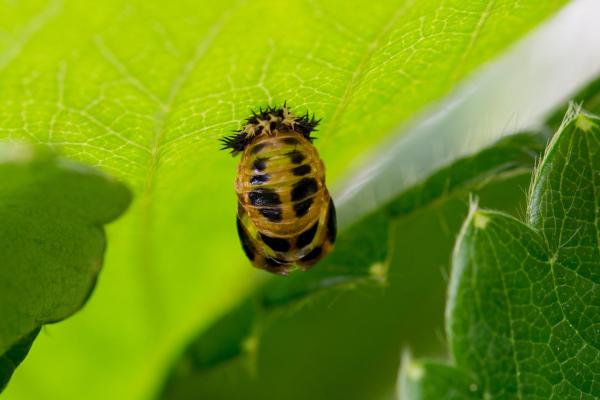 Quanto tempo vive uma joaninha? - Fase de pupa