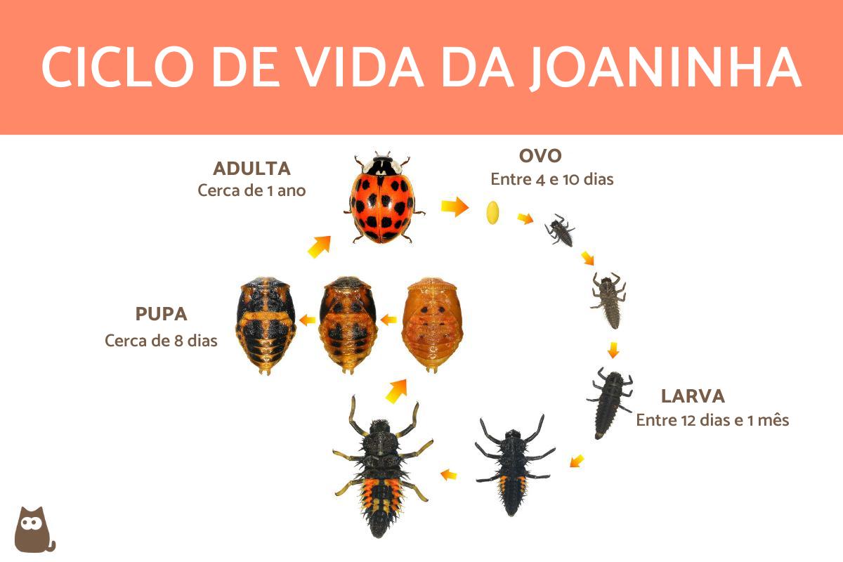 Quanto tempo vive uma joaninha?