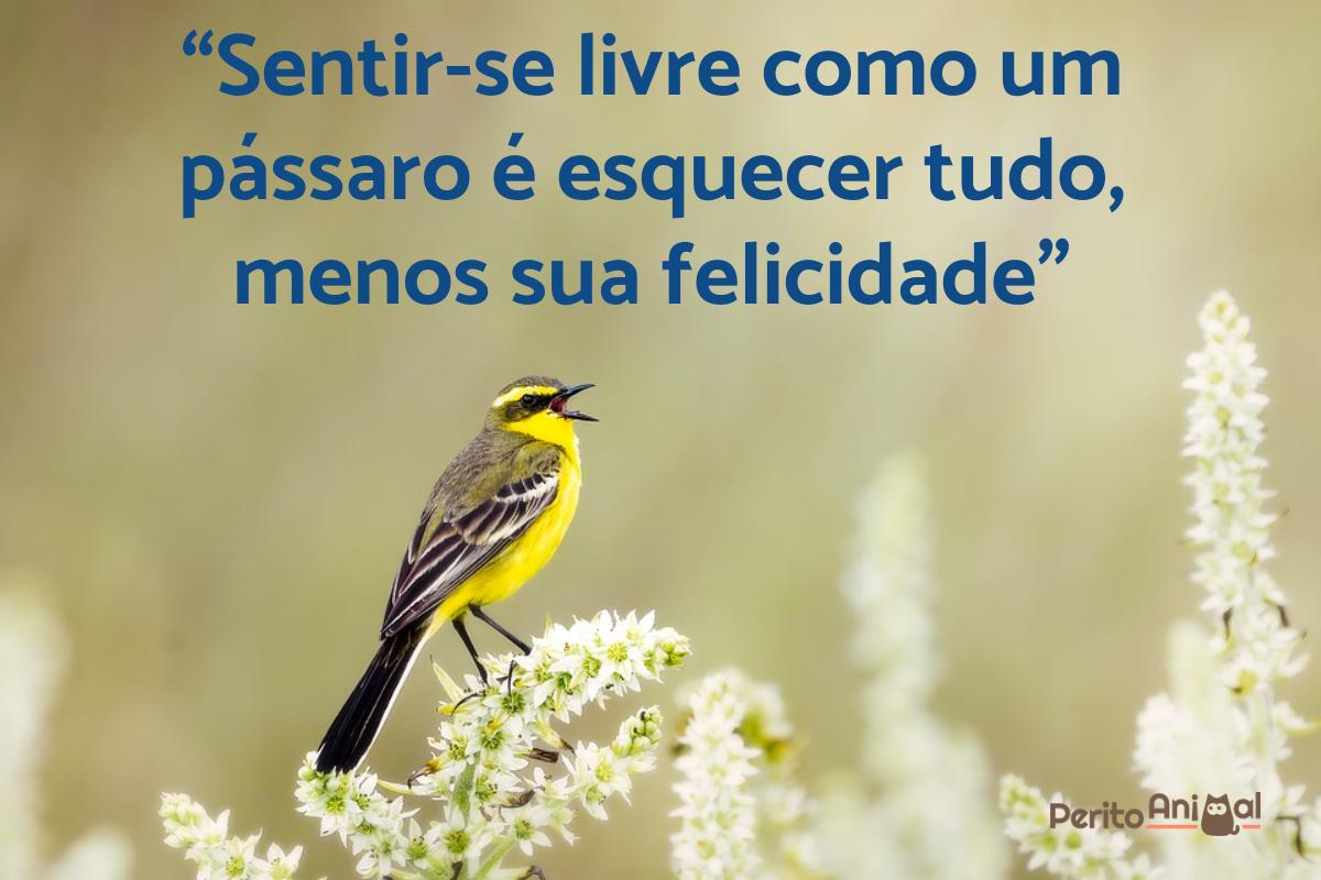 Frases sobre pássaros e natureza