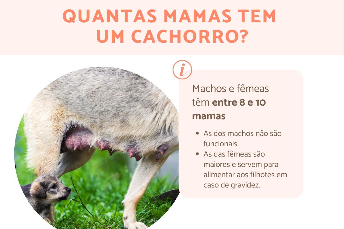 Quantas mamas tem uma cachorra?