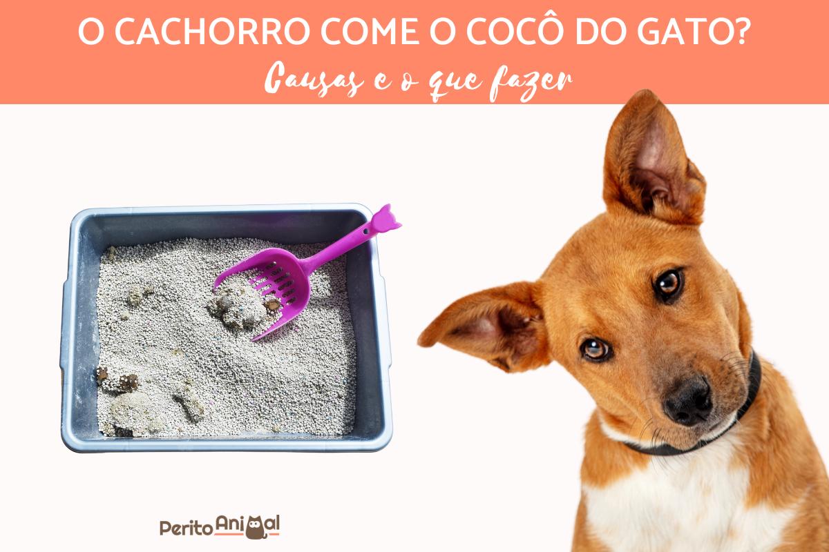 Cachorro comendo cocô de gato - Causas e como impedir