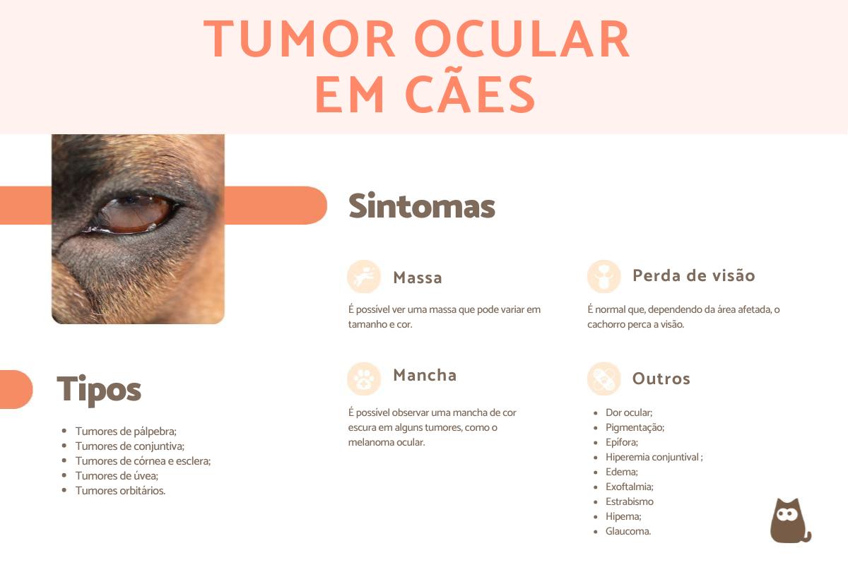 Tumor ocular em cães: sintomas e tratamento