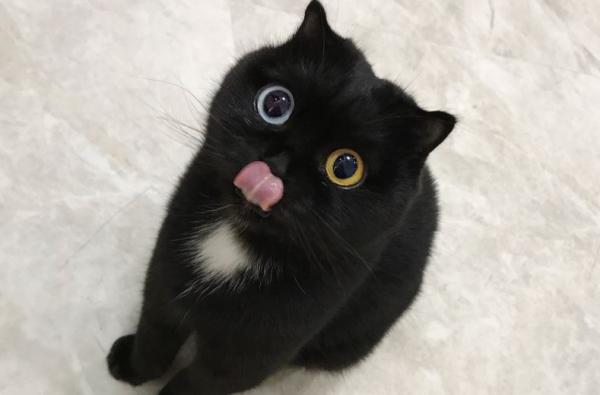 Nomes para gatos pretos - Como escolher o melhor nome para gato preto