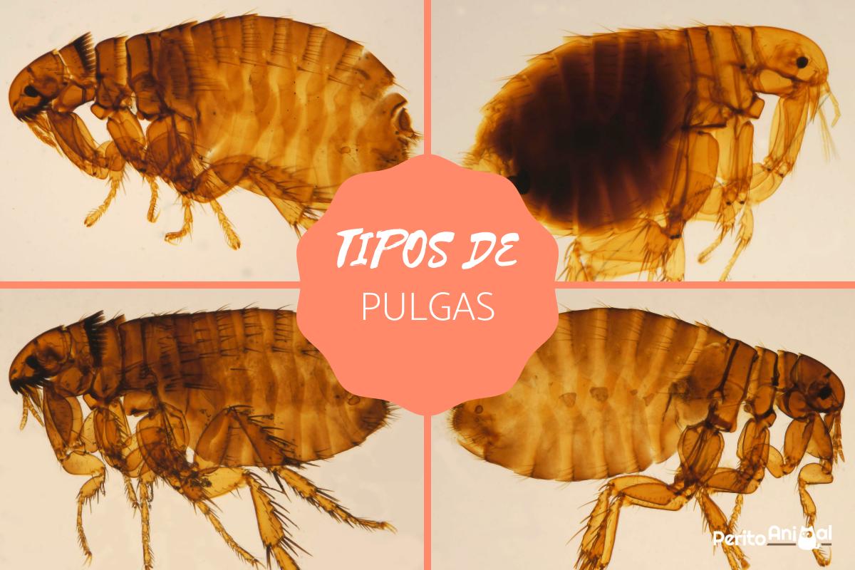 Tipos de pulgas e como identificá-las