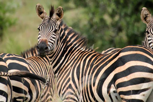 Curiosidades sobre zebras - 1. Suas listras as protegem de predadores