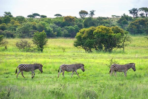 Curiosidades sobre zebras - 3. Formam grupos hierárquicos e estratégias de sobrevivência
