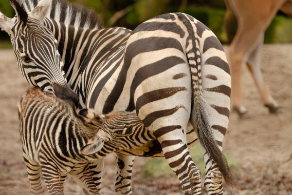 Curiosidades sobre zebras - 5. Os filhotes são precoces e dependentes das mães