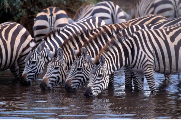 Curiosidades sobre zebras - 7. Têm uma memória incrível
