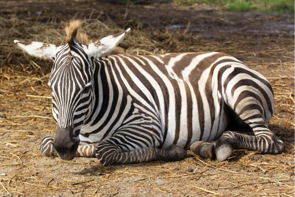 Curiosidades sobre zebras - 9. Podem dormir em pé