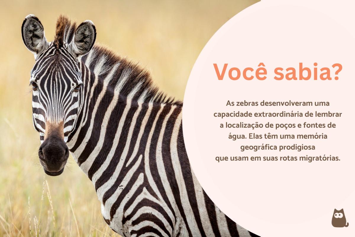 Curiosidades sobre zebras
