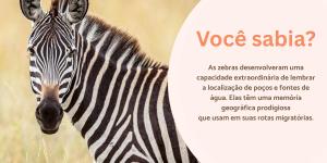 Curiosidades sobre zebras