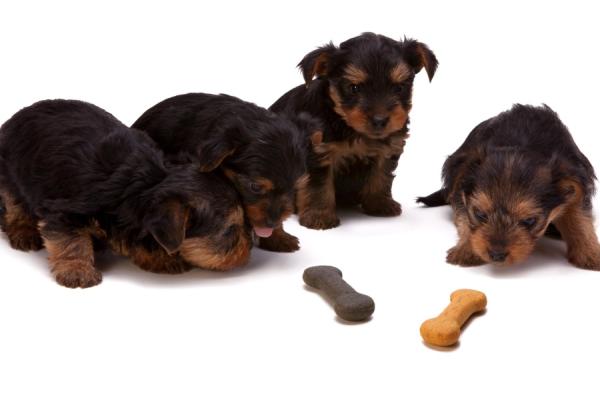 Como escolher a ração do meu cachorro - Melhores rações para cachorro filhote