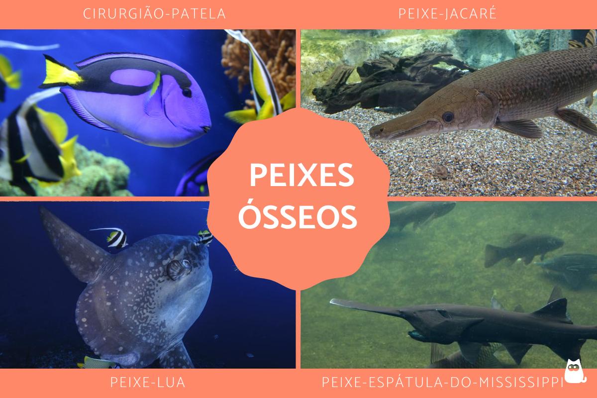 Peixes Ósseos - Características e exemplos
