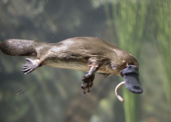 Mamíferos que botam ovos - Características e curiosidades - Mamífero que bota ovo: ornitorrinco