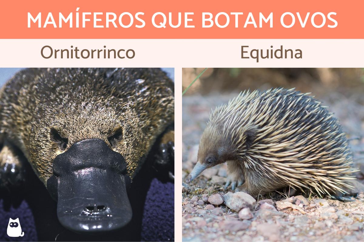 Mamíferos que botam ovos - Características e curiosidades