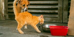 Meu gato só quer comer ração de cachorro: por que e o que fazer?