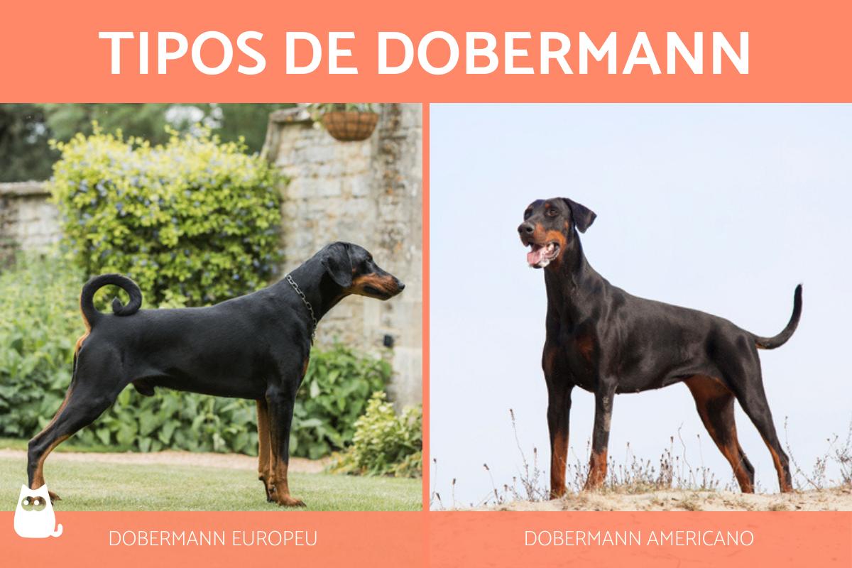 Tipos de Dobermanns