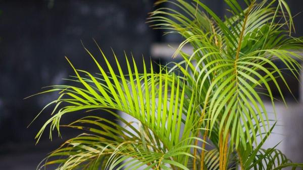 Plantas para gatos que cuidam da saúde - Areca: purifica o ar da sua casa e cuida do seu gato