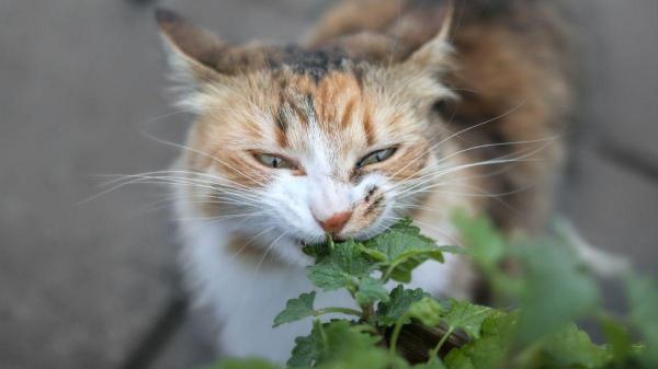 Plantas para gatos que cuidam da saúde - Catnip: irresistível para qualquer gato