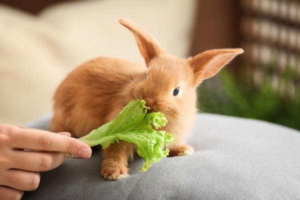 Coelho pode comer alface? - Coelho pode comer alface?