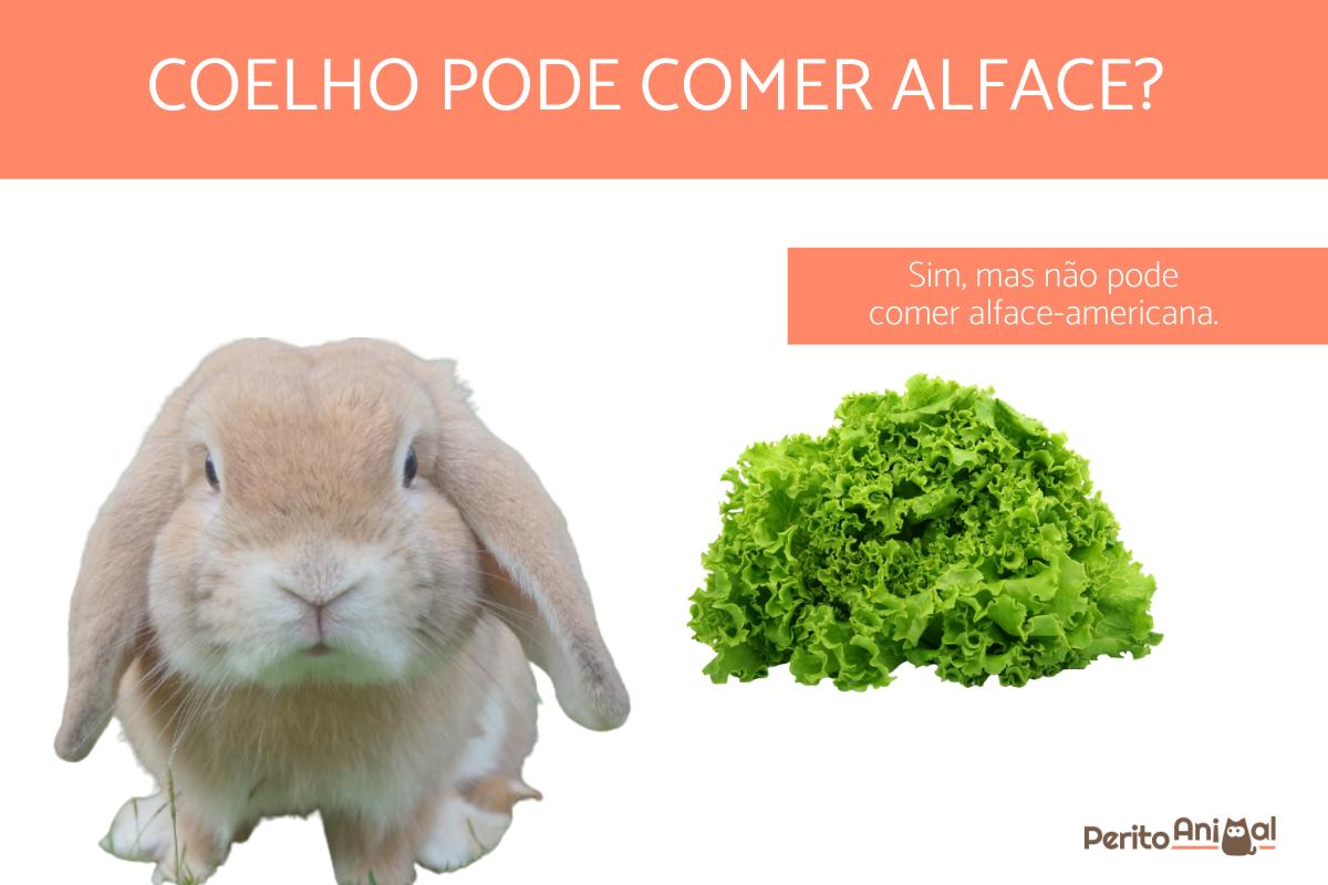Coelho pode comer alface?