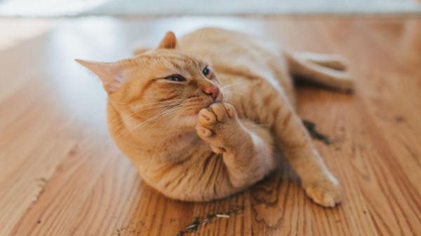 Plantas para gatos que cuidam da saúde - Conselhos para que o seu gato aproveite essas plantas sem riscos