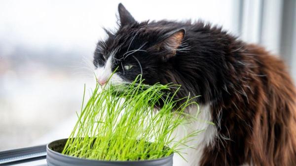 Plantas para gatos que cuidam da saúde - Erva-do-gato ou cat grass: variedades que o seu gato vai adorar mordiscar